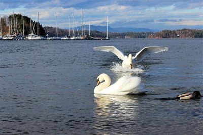 Swan on shore against sky