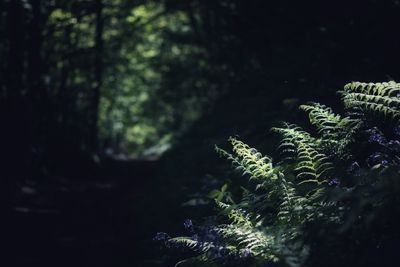 Close-up of fern in forest