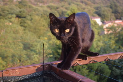 Portrait of black cat