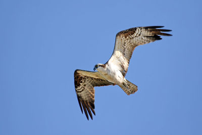 Low angle view of a bird in flight against blue sky