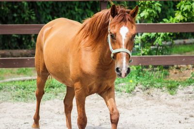 Close-up of horse standing in farm