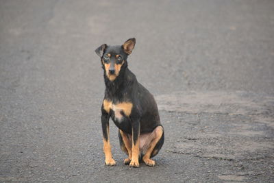 Portrait of dog sitting on road