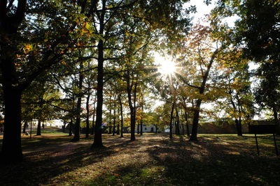 Sunlight streaming through trees on field