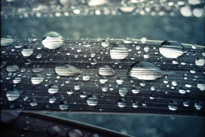 Close up of water drops on plant