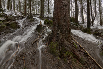 Scenic view of waterfall in forest