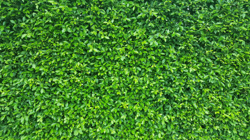 Full frame shot of green plants