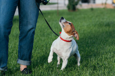 Jack russel terrier outdoors