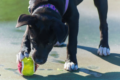 Close-up of puppy plying with ball on ground