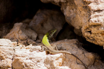 Lizard on a rock basks in the sun