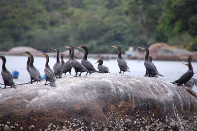 Flock of birds perching on rock