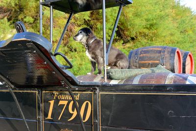 Dog in car