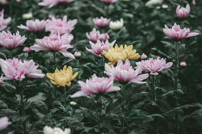 Close-up of pink flowering plants