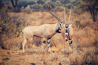 A herd of beisa oryx at samburu national reserve, kenya