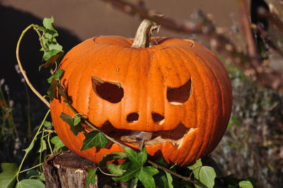 Close-up of pumpkin on plant during halloween