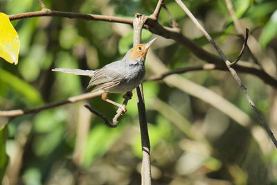 Close-up of bird perching on branch