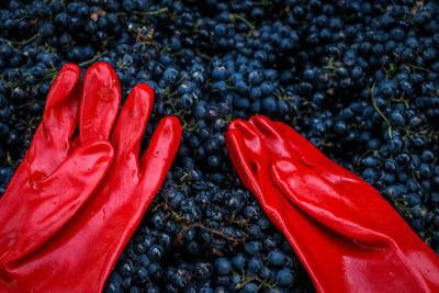 Wine grapes and red gloves