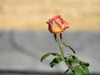 Close-up of rose plant