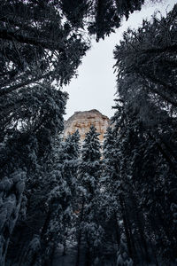 Low angle view of pine trees during winter