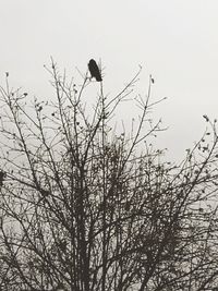 Low angle view of eagle perching on bare tree against sky