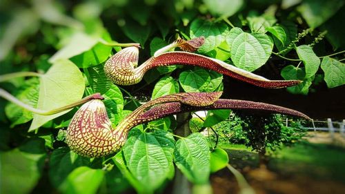 Close-up of lizard on plant