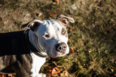 Close-up of dog standing on field