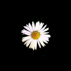 Close-up of white daisy flower