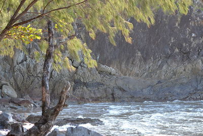 Trees by water