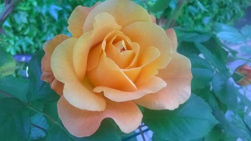 Close-up of flower blooming outdoors