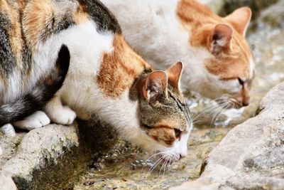 Close-up of cat on rock