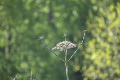 Close-up of dandelion against blurred background