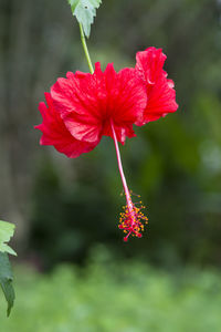 Close-up of red hibiscus blooming outdoors