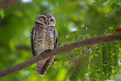 Close-up of owl perching on tree