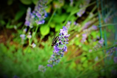 Close-up of honey bee on purple flower