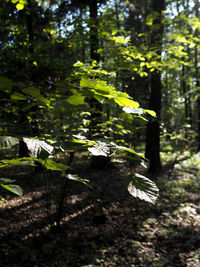 Trees growing in forest