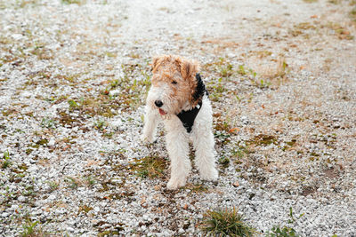 Canine charm captured, fox terrier amidst a clearing with family home in sight, happy puppy