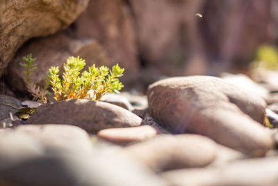 Close-up of pebbles on rock