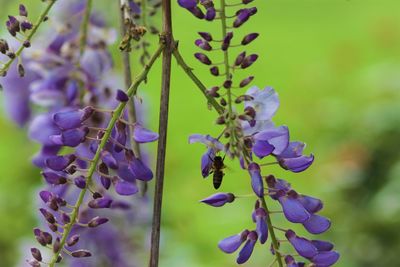 Close-up of purple flowering plant