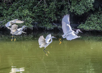 Seagulls flying over lake