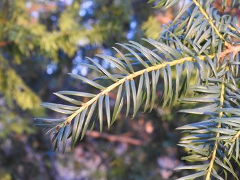 Close-up of pine tree branch