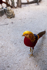 High angle view of a bird