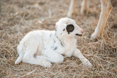 Close-up of a lamb