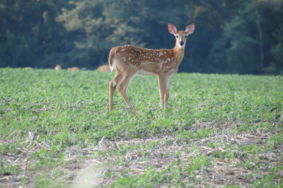 Deer standing on field