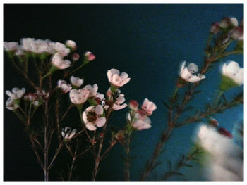 Close-up of flowers