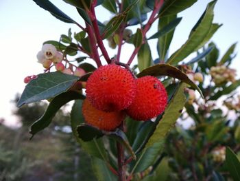 Low angle view of cherries on tree against sky