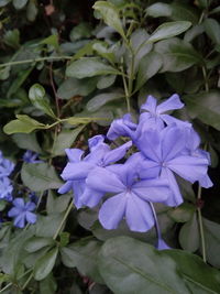 Close-up of purple flowering plants