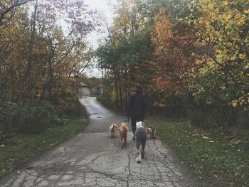 Rear view of dog walking on footpath during autumn