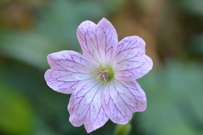 Close-up of pink flower blooming outdoors