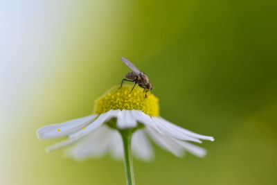 Close-up of insect on flower