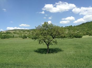 Tree on field against sky