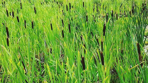 View of crop in field